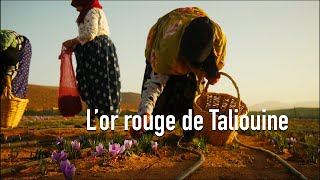 Maroc  A la découverte du safran de Taliouine [upl. by Leoline]