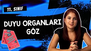 9 GÖZ  DUYU ORGANLARI 1  11 SINIF  AYT BİYOLOJİ DERS NOTLARI  2024 [upl. by Huston549]