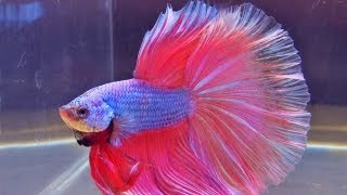 The International Betta Competition  magnificent fighting fish on show [upl. by Lobel]