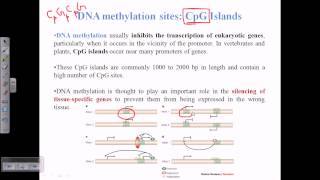 CpG islands [upl. by Ennairrek]