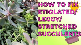 Why Succulent Plants Get Etiolated Leggy Stretched amp How To Fix Them [upl. by Anikram]