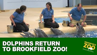 Dolphins Return to Brookfield Zoo [upl. by Korb532]