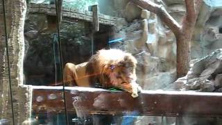 Lions at the MGM Grand Las Vegas Nevada [upl. by Goulden]