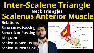 Triangles of Neck  Scalenus Anterior Muscle  Interscalene Triangle  Relations trianglesofneck [upl. by Harragan82]