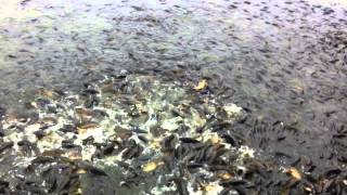 Carp feeding frenzy at Pymatuning State Park spillway [upl. by Nytsrik]