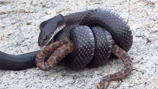 COBRA MUÇURANA EM BUSCA DA JARARACA VIDEO 2 [upl. by Eannaj940]