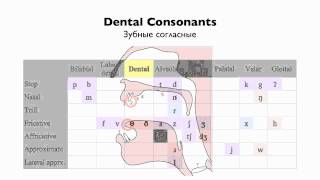 English Consonants  Place of Articulation [upl. by Adnahsed241]