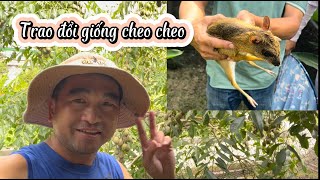 TRAO ĐỔI GIỐNG CHEO CHEO [upl. by Llewop]