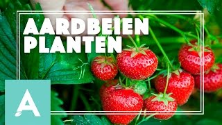 Aardbeien planten  Grow Cook Eat 15 [upl. by Alansen]