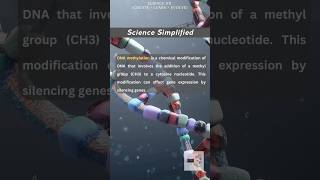 DNA Methylation simplified [upl. by Htiffirg]