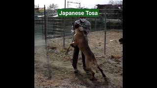 Tusa Inu illegal Dog Breeds youtubeshorts youtube ytshorts [upl. by Nylla]