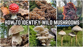 How To Identify Wild Mushrooms 🍄 [upl. by Monreal]