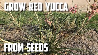 Grow Red Yucca From Seed [upl. by Gala]