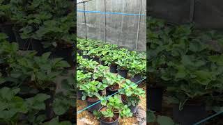 Strawberry farm in Sri Lanka nuwaraeliya strawberry viralvideo [upl. by Nerrad]