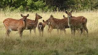 Sika Deer Studley Royal Deer Park 19122024 [upl. by Itsud]