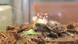 Baby ThreeToed Box Turtle Eating Tortoise [upl. by Lottie]