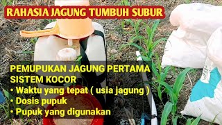 pupuk kocor jagung pertama dengan urea dan Phonska hasilnya lebih subur [upl. by Derfiniw26]