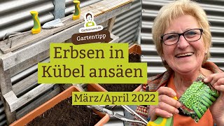 Erbsen in Kübel ansäen So stützen sie sich später gegenseitig  März  April [upl. by Netsirk259]