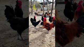 Flying to the rooster shed every day 😂 native chicken farming [upl. by Takakura]