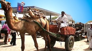 Indien  Straßenverkehr  Delhi  Jaipur  Bikaner  Jaisalmer  Udaipur  Mumbai [upl. by Sremmus525]