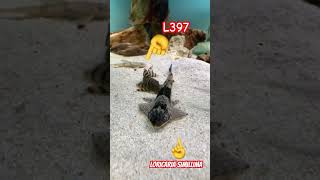 pleco L397 y loricaria simillima music trending shortvideos shorts animals fish fishing tv [upl. by Ullman]