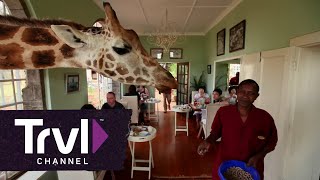 Dine With Giraffes at Giraffe Manor  Travel Channel [upl. by Jordan]