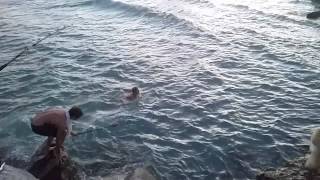 Jupiter FLShark FishingDude Jumps in water with shark Jupiter Inlet [upl. by Shaine]