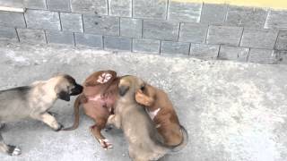 Kangal Puppy vs Pitbull [upl. by Eenattirb]