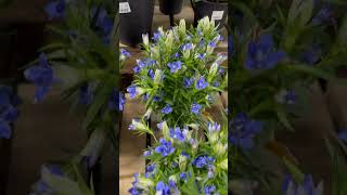 Gentiana scabra plants 🪴 [upl. by Cacie]