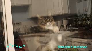 Кот Тимка Милое видео Chat mignon Timka [upl. by Acenom445]