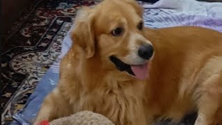 Cutest Gesture for not having Shower 😜🐶goldenretriever viralvideos petlover [upl. by Eicrad]