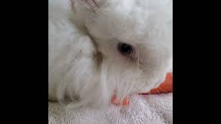 Chomping a carrotangora rabbit taking a break from getting wool clipped EDNA angora rabbit [upl. by Lrad594]