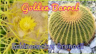 Golden Barrel Cactus  ECHINOCACTUS GRUNOSII Info amp Care  Vid23 [upl. by Antone]