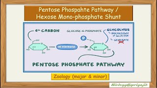 Pentose Phosphate Pathway  An Alternative Route to Glucose Metabolism amp Its Biological Significance [upl. by Mazonson215]