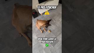 Apprendre le pas toucher chien malinois educationcanine dressage [upl. by Hynes]