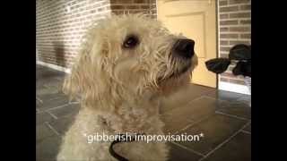 1yo Labradoodle Talks Cool Trick [upl. by Lenox]