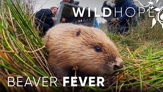 Beavers bring wetlands back to the UK  WILD HOPE [upl. by Llewen41]