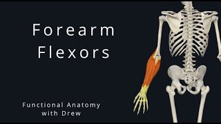 Forearm Flexors [upl. by Lattimer]