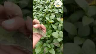 सैप्रोफाइटिक फंगस सोयाबीन में सैप्रोफाइटिक फंगस क्या होता है  saprophytic fungusshort [upl. by Nnaycnan]