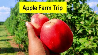 APPLE Farm  Apple PICKING  Apple Orchard  Toronto Canada [upl. by Ennavoj]