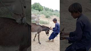 A person will help a donkey animals youtubeshorts shortfeed [upl. by Twum]