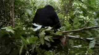 Deposed chimpanzee leader becomes target for other monkeys  BBC wildlife [upl. by Namien344]