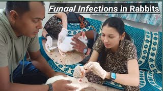 Fungal Infections in Rabbits mylifesvlogsdrpriyanka trending Viral MrBeast [upl. by Anselmi]