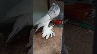 pouter kabootar malayalamgaditano pouter pigeon pricemalayalampouter pigeon breedingpouter pigeon [upl. by Aniahs]