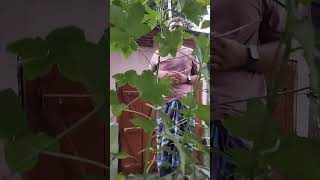 harvesting vegetables chuadanga vegitables homegarden puishak dherosh [upl. by Holms]