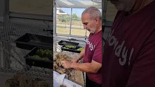 Post Harvest Cleaning Aquaponic System [upl. by Aissert]