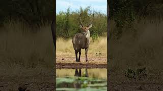 Waterbuck coming towards waterhole waterbuck wildlife nature waterhole kruger careful HA77019 [upl. by Llig]