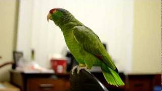 Talking Amazon Parrot [upl. by Reema]