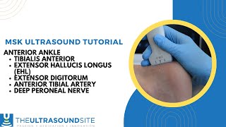 MSK ultrasound of anterior ankle inc tibialis anteriorextensor hallucis longusextensor digitorum [upl. by Eenej]