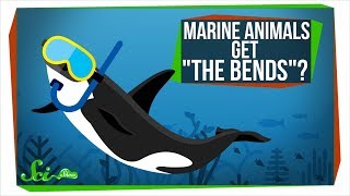 Why Dont Marine Animals Get quotThe Bendsquot [upl. by Schiff]